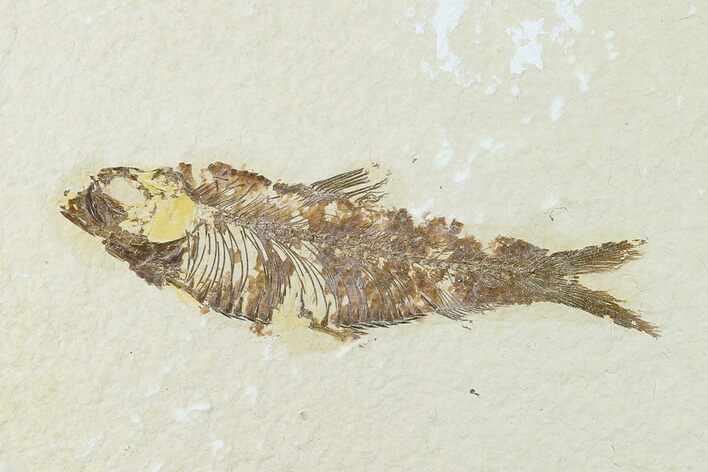 Fossil Fish (Knightia) - Green River Formation - Wyoming #136541
